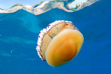 Mediterranean Fried Egg Jellyfish - Cotylorhiza tuberculata. Blue waters. © jordi
