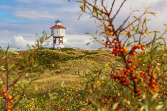 A lighthouse at the island of Langeoog with sea buckthorn bush in the foreground, Lower Saxony, Germany