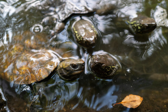 Small sea turtles in Nagoya