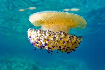 Mediterranean Fried Egg Jellyfish - Cotylorhiza tuberculata. Blue waters.