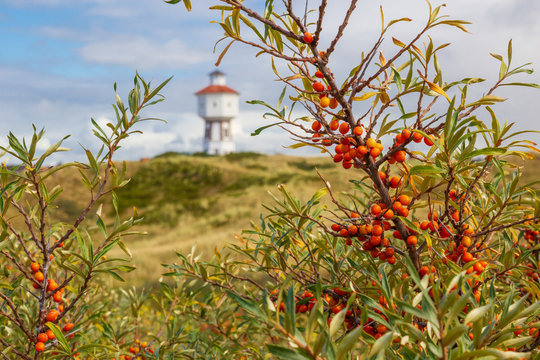A sea buckthorn bush on the East Frisian island of Langeoog with a lighthouse in the background
