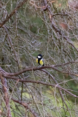 Great tit-Mésange charbonnière (Parus major)