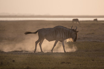 Obraz na płótnie Canvas wildebeest in africa