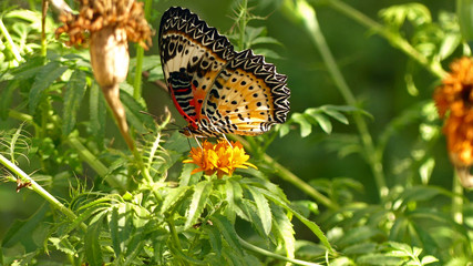 Fototapeta na wymiar Malai lacewing on a marigold