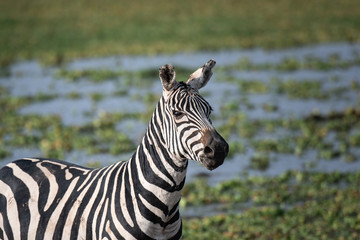zebra in a marsh
