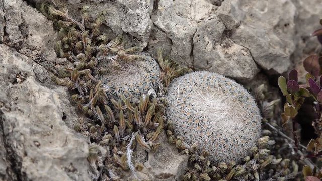 Cacti of West and Southwest USA. Button cactus (Epithelantha micromeris), New Mexico