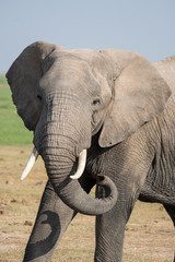 Fototapeta na wymiar large elephant in Africa