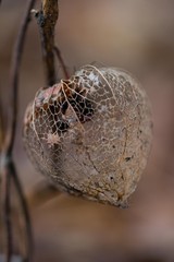Winter cherry in brown colours
