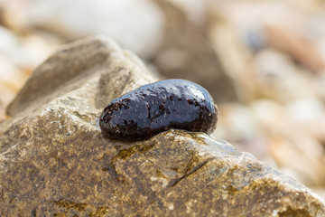 Close up of sea cucumber on a stone on the beach