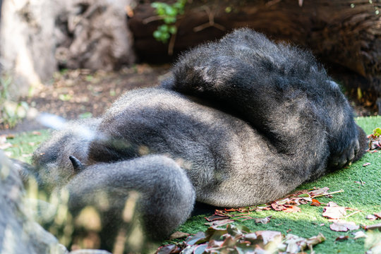 A sleeping gorilla in the Loro Parque on Tenerife