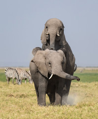 two male elephants showing dominance