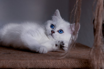 kleine Katze
