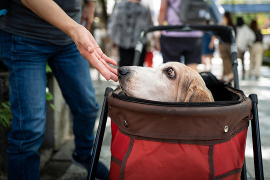 A dog in a box in Tokyo