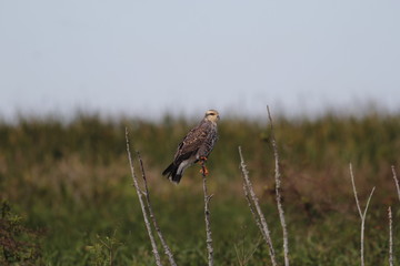 Snail Kite