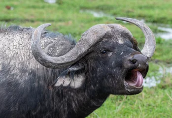 Tuinposter Kaapse buffel in Kenia © Clinton