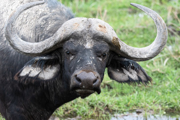 cape buffalo in the mud