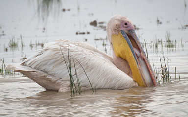 Pelican with very large fish