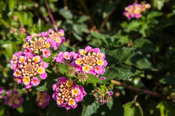 Lantana is a genus of about 150 species of perennial flowering plants in the verbena family,...