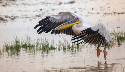 Pelican landing on water