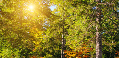 Forest with coniferous trees on a bright sunny day. Wide photo.