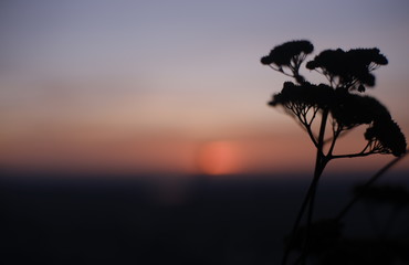 silhouette of flower at sunset