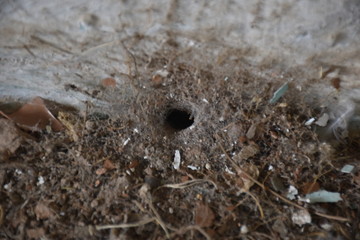 spider's nest