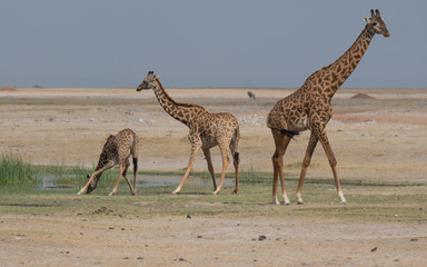 giraffes at water hole