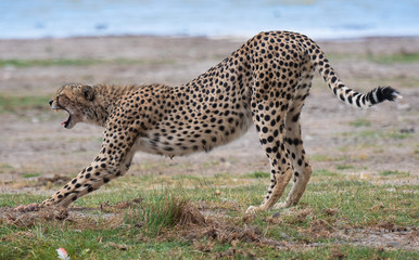 cheetah stretching in the grass