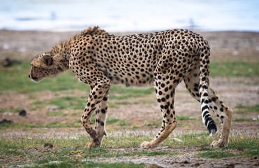 cheetah walking in the grass