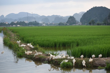 Group of white ducks in a rice field in vietnam