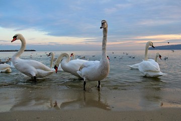 Obraz premium A flock of swans on the Black sea coast in Varna (Bulgaria)
