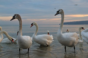 A flock of swans on the Black sea coast in Varna (Bulgaria)