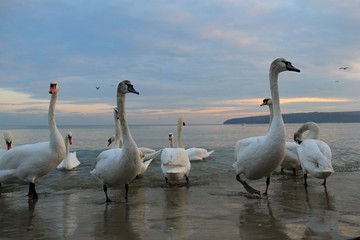 A flock of swans on the Black sea coast in Varna (Bulgaria)