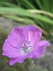 Naklejka premium Příroda