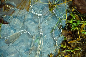 Obraz premium Frozen water in a puddle in cold winter. Beautiful forms of frozen bubbles