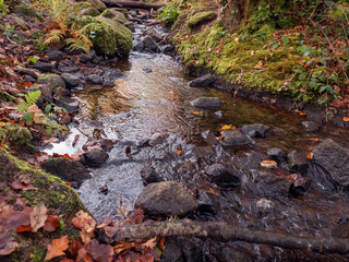 Water runs in a creek in a forest, moss covers stones, Green foliage.