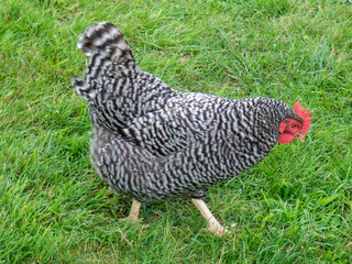 hen on grass