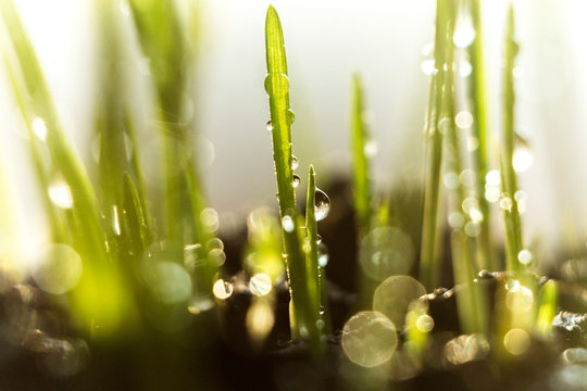wheat plant growth with morning dew isolated. grass macro shot