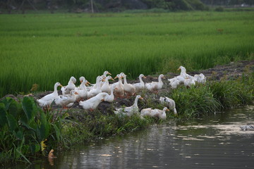 Group of white ducks in a rice field in vietnam