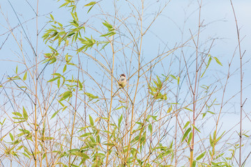 House sparrow-Passereaux (Passer domesticus)