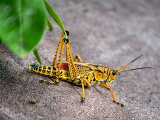 insect close up