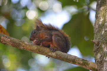 Naklejka na ściany i meble Ginger squirrel eating a nut