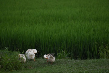Naklejka na ściany i meble Group of white ducks in a rice field in vietnam