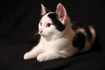 Junge schwarz weiße Katze spielt