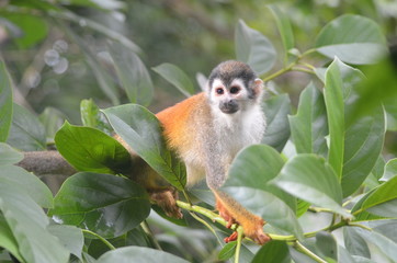Curious capuchin monkey