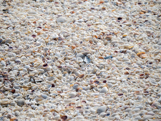 seashells on the beach