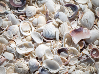 seashells on the beach