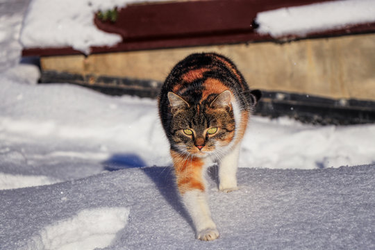 Creeping walking domestic cat on her prey. Felis catus domesticus walks in snow garden. Colored kitten playing games in snow place. Concept of relationship between pets and her own
