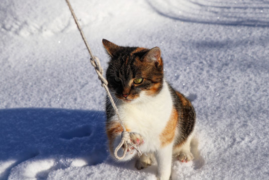 Domesticated colored kitten playing with long string. Felis catus domesticus grabbed a string with her claw. Winter games. Christmas is coming. Cat is boss in our place