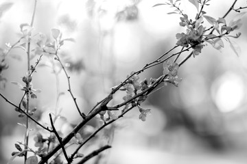 Nature background with wonderful blossomed spring flowers on tree branches in black and white